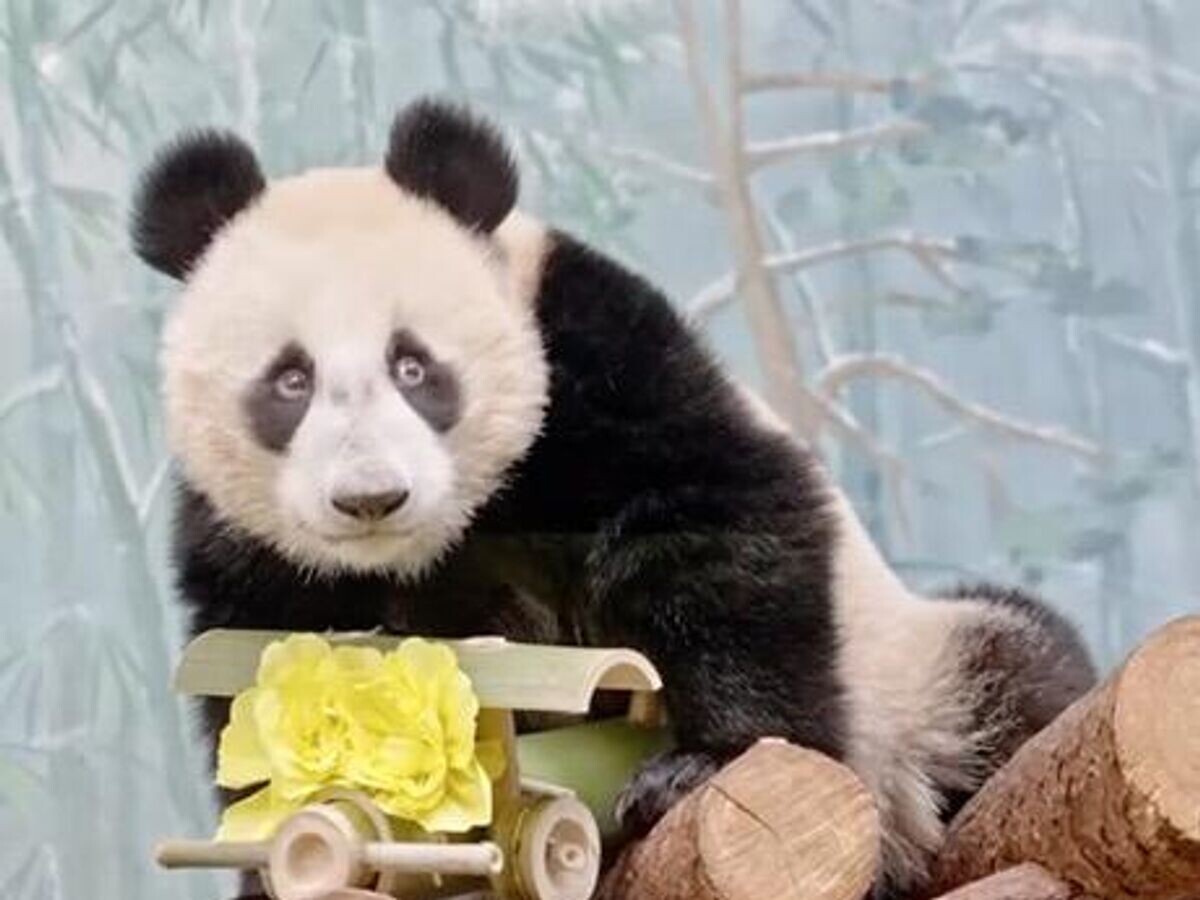    Панда Катюша из Московского зоопарка с подаренным самолетом из бамбука© Московский зоопарк/Telegram