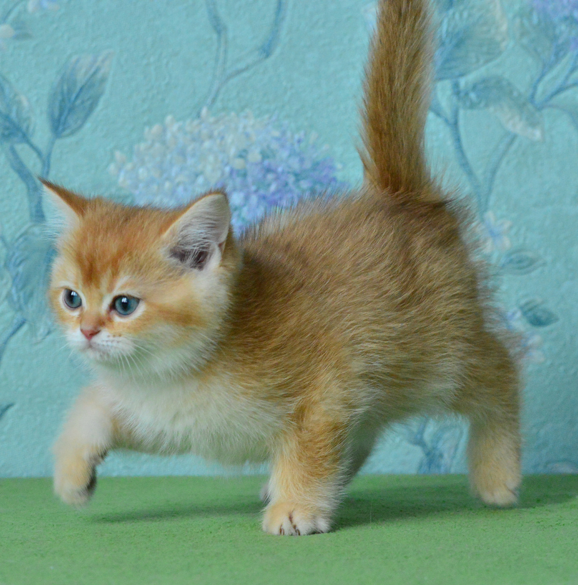 Fingolfin Ermine Trace - шоколадный золотой затушеванный котенок