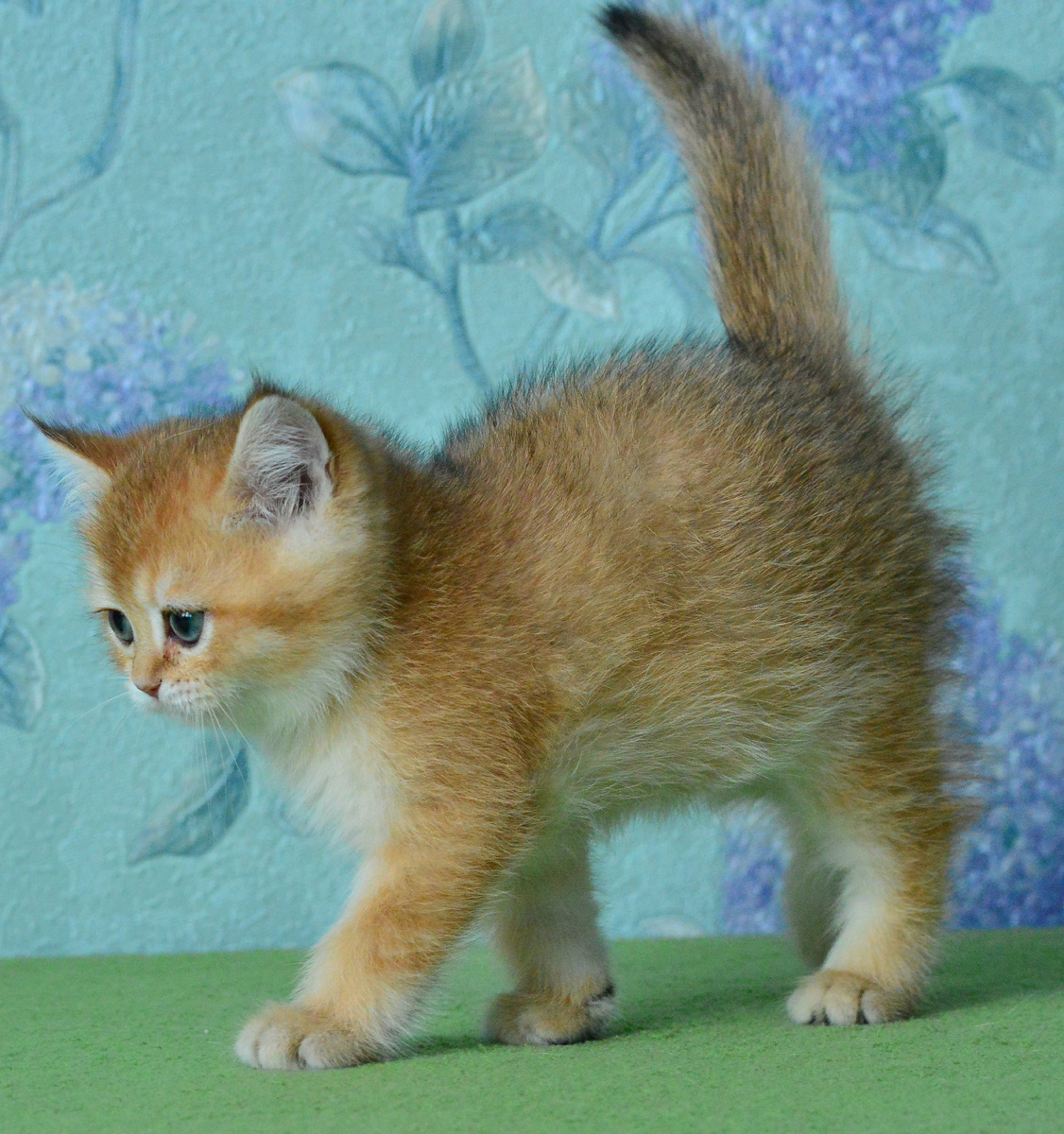 Feanor Ermine Trace - обычный (черный) золотой затушеванный котенок