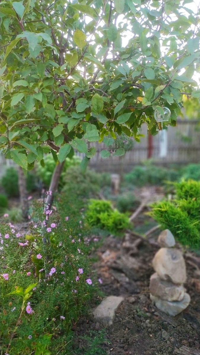 Из-за аномальной погоды эта астра цвела в мае-июне. После цветения у меня была мысль ее обрезать, но ради зелени решила оставить. И вот, - она снова цветет на тех же самых ветках! Все-таки, растения не без сюрпризов. Хотя у нее также сохнут нижние листья, постепенно поднимаясь выше, и мне постоянно приходится их обрывать, из 5 разных сортов в розовом цветнике я решила оставить только ее. Обрывать каждый листочек - это издевательство над собой, но убрать все астры пока не решаюсь - очень их люблю.