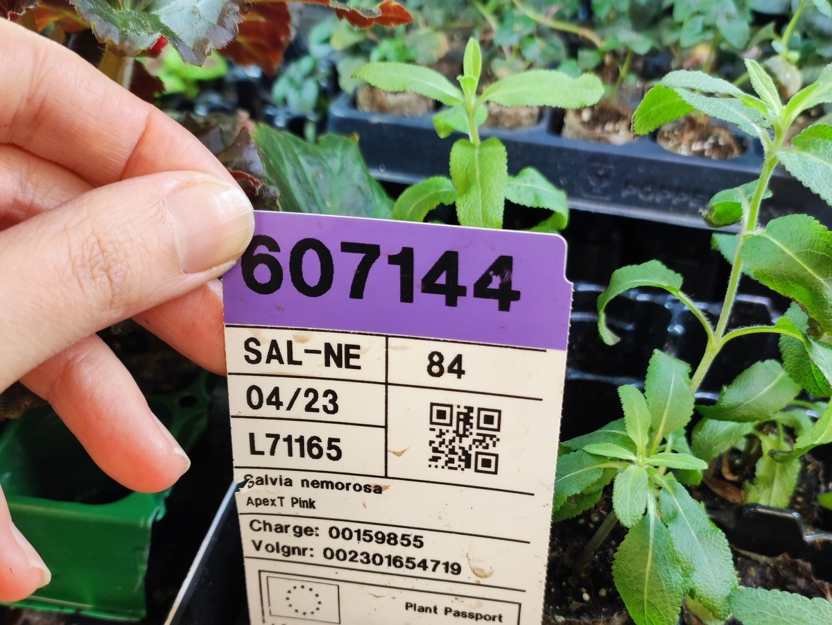 6 мая 2023 г укорененный черенок приобретен в магазине за 159 р