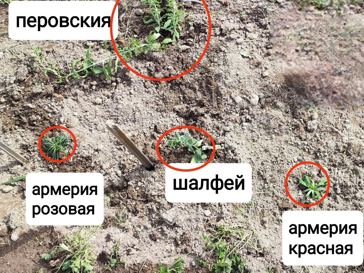 9 мая 2023 черенок высажен в грунт