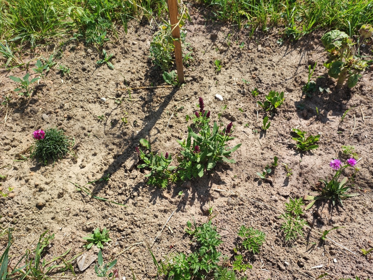 26 июня 2023 г появились цветоносы