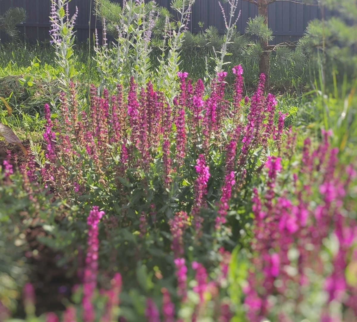Salvia nemorosa Apex Pink в завершении второй волны цветения в конце августа 2024 г