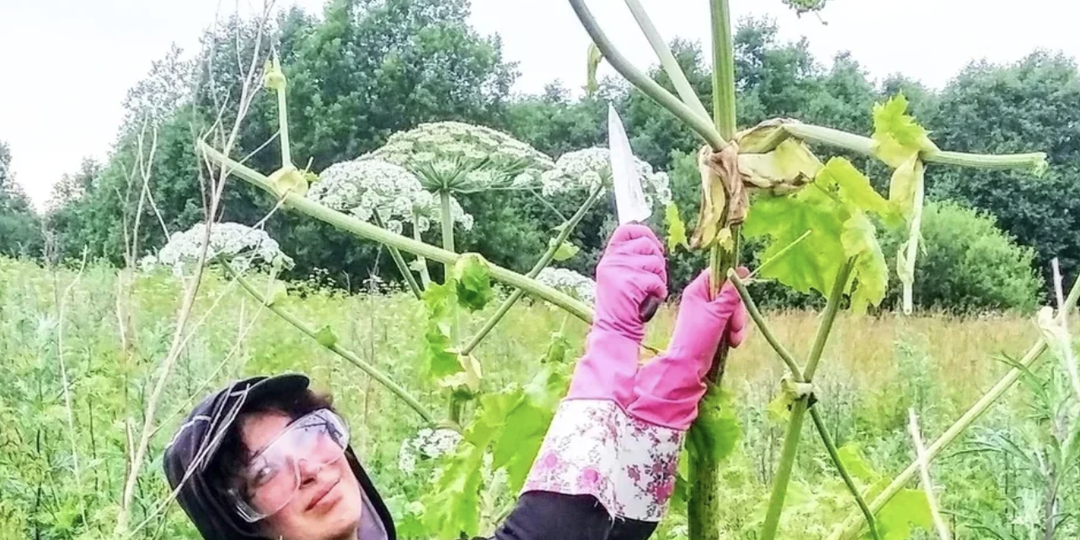 Теперь не боюсь, что дети обожгутся: Избавилась от Борщевика с помощью обычного кухонного средства