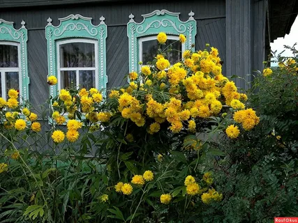 Золотые шары для Зои. Фото из дзен