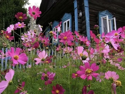 Заросли космеи. Фото из дзен