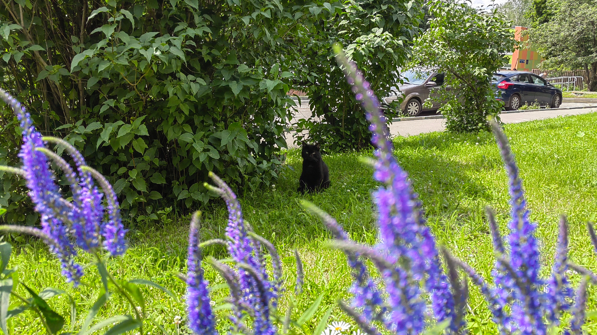 Охранница нашего палисадника. Фото автора