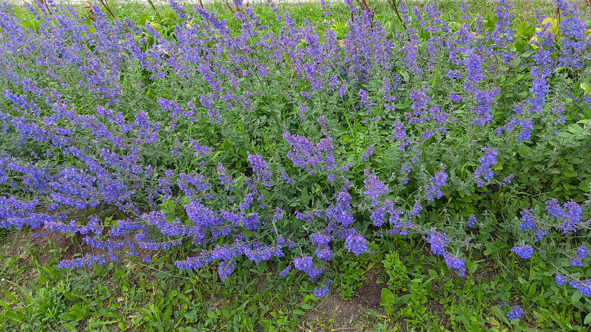 Котовник. Фото автора