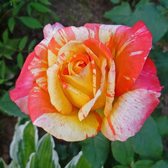 фото Зуфара