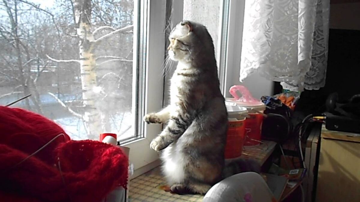 Кот в позе столбиком ("суслик"). Фото из Интернета. 