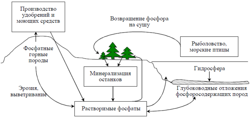 Источник: https://spravochnick.ru/ekologiya/biogeohimicheskie_cikly_struktura_biogeohimicheskih_ciklov/krugovorot_fosfora_i_sery/
