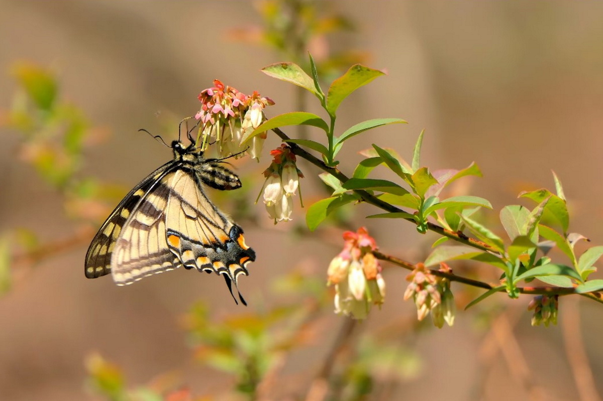    Недостаток пыльцы плохо влияет на урожай голубикиФото: unsplash.com/@pattib