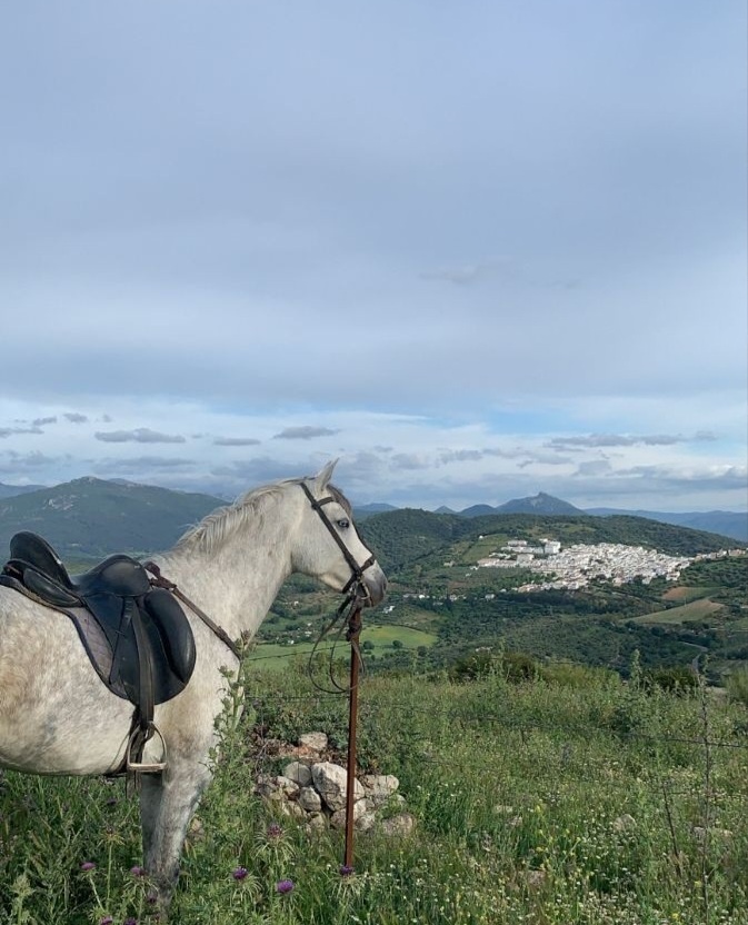 Лошадь в соннике МиллераЕсли лошадь во сне красивая, то вам ждет удача, благополучие, процветание (аналогичное толкование у сна про участие в скачках, но путь к счастью будет тяжелым, полным препятствий, если вам приснится конный экипаж). Грязное животное говорит о грядущем обмане и предательстве со стороны людей, которых вы считали надежными, а раненое или мертвое предупреждает: готовьтесь к печальным известиям (предвестником горя, потери контроля над ситуацией, крушения надежд также является упавший с неба конь, превратившийся в незнакомого человека; еще хуже, если он начнет в вас кидаться разными предметами).Если лошадь во сне сбежала от вас и присоединилась к дикому табуну, то вы получите сообщение о чьем-то недуге. Сон про чистку лошади (не важно, это делаете вы сами или кто-то) советует запастись терпением: прежде, чем вы достигнете стабильности в жизни и получите заслуженное уважение, вам придется потрудиться и пережить суровые испытания.Любоваться отлично подкованной лошадью — к успеху, которого вы сами не могли ожидать (женщине такой сон обещает верного друга на всю жизнь). Сон, в котором вы подковываете своего коня, отражает ваши угрызения совести — вы получите имущество нечестным способом.животном — на пути к благополучию вас будут ждать препятствия. Если вам не удалось удержаться в седле, грядет болезнь или конфликт с врагами (аналогичное значение для сна, в котором лошадь ударила вас по спине). Ваша жизнь резко повернется в удачное русло, если во сне вы сможете обуздать лошадь, схватит ее под уздцы