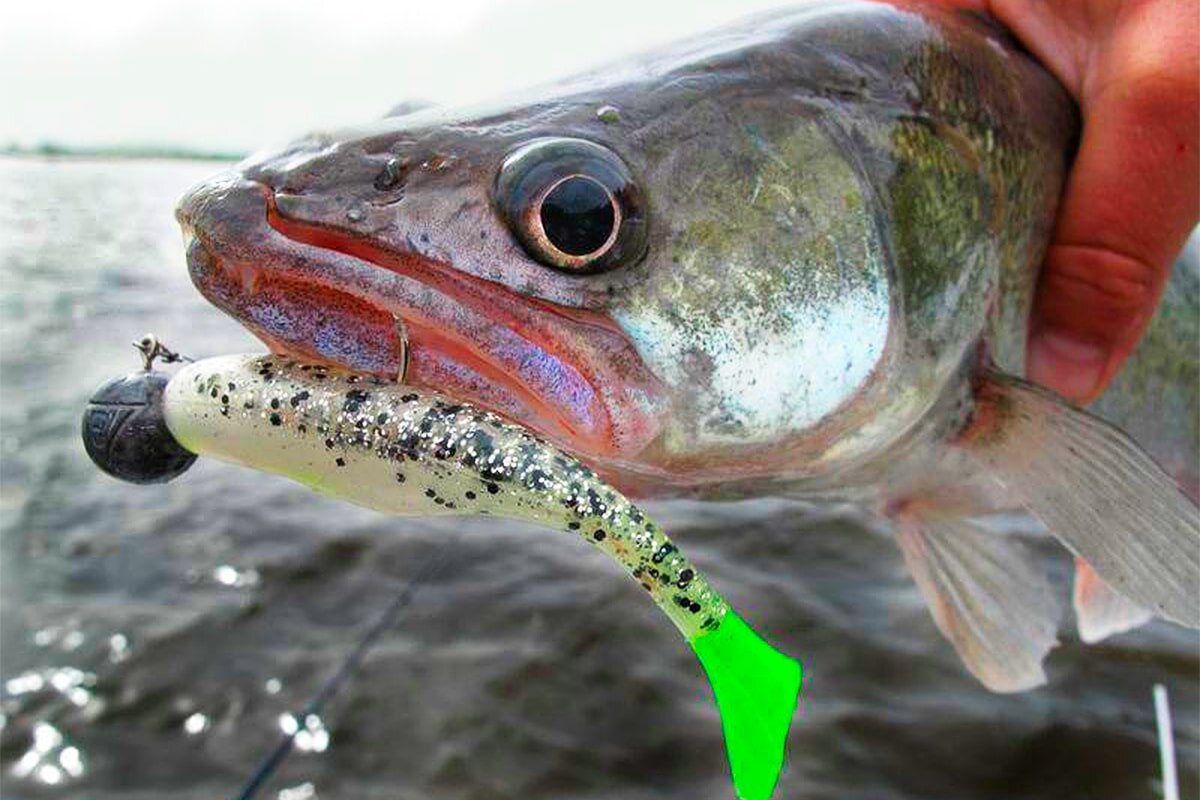 Контрастные и яркие цвета больше привлекают внимание хищника