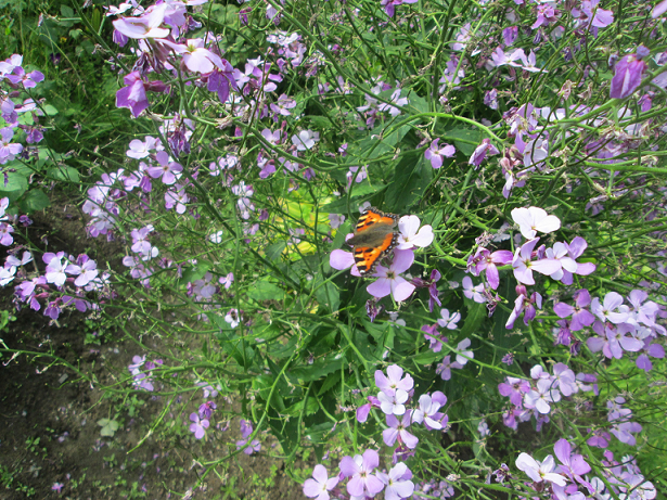 Фото моей жены, цветы ее же
