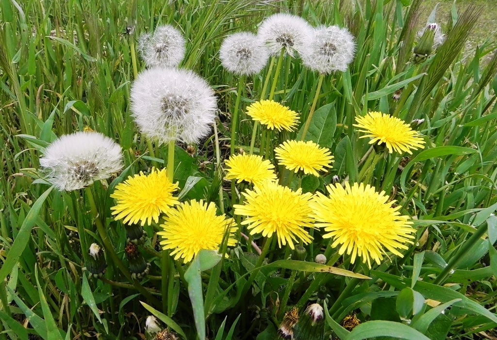 Одуванчик легко размножается не только семенами, которые легко переносятся ветром, но и вегетативным способом при помощи корня. (tursar.ru)