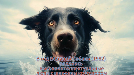 В год Водяной Собаки родились очень разговорчивые и наблюдательные люди