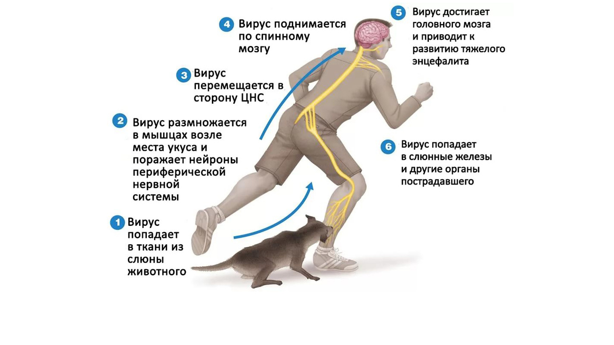 Американской Ассоциацией специалистов по лечению кошек (AAFP) в 2019 году было выпущено обновленное руководство, посвященное защите людей от болезней, передающихся от кошек. Всего их – 36 наименований.-3