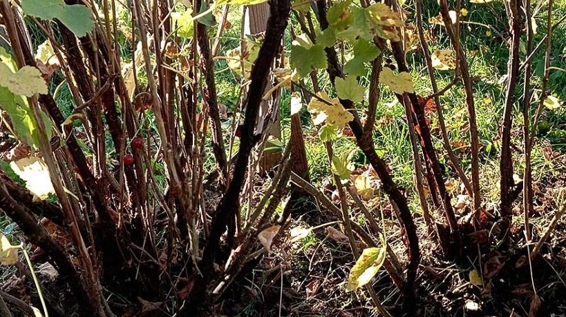 Глядите: слева - запущенный куст, что зарос как джунгли. Справа - красавец после стрижки: просторный, ладный, загляденье!