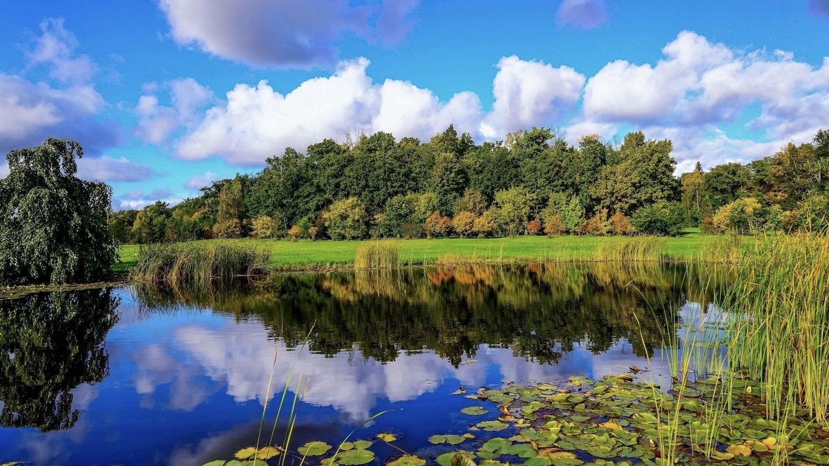 Как леса влияют на реки и озера