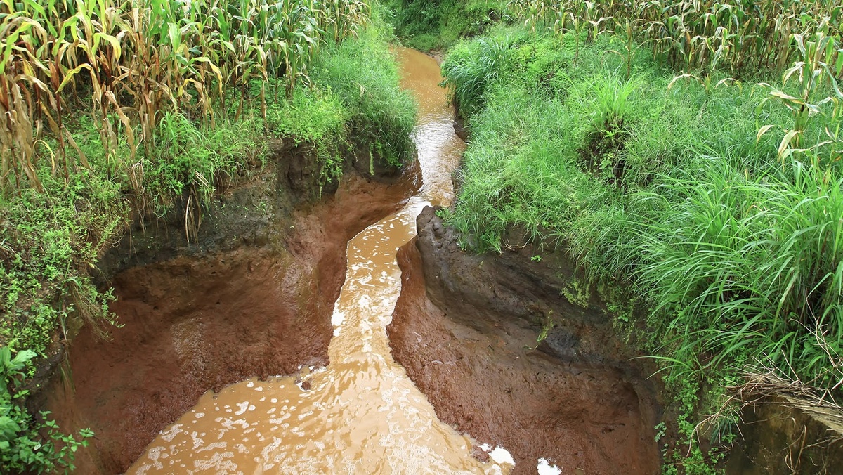 Эрозия ухудшает питательный режим, перемещает почву, нарушает сложившиеся связи компонентов ландшафта.