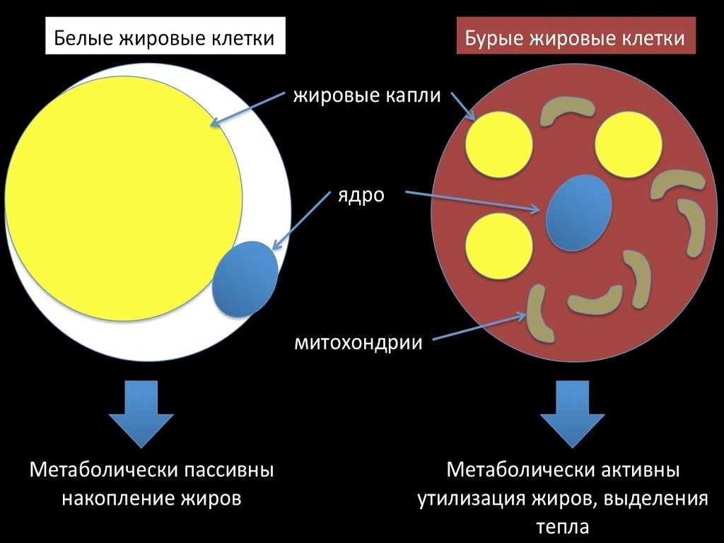 Схематично представлены основные различия между бурым и белым жиром