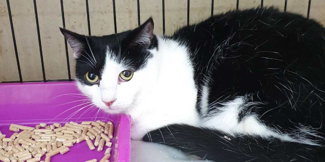 Знакомим вас с новичками и не только