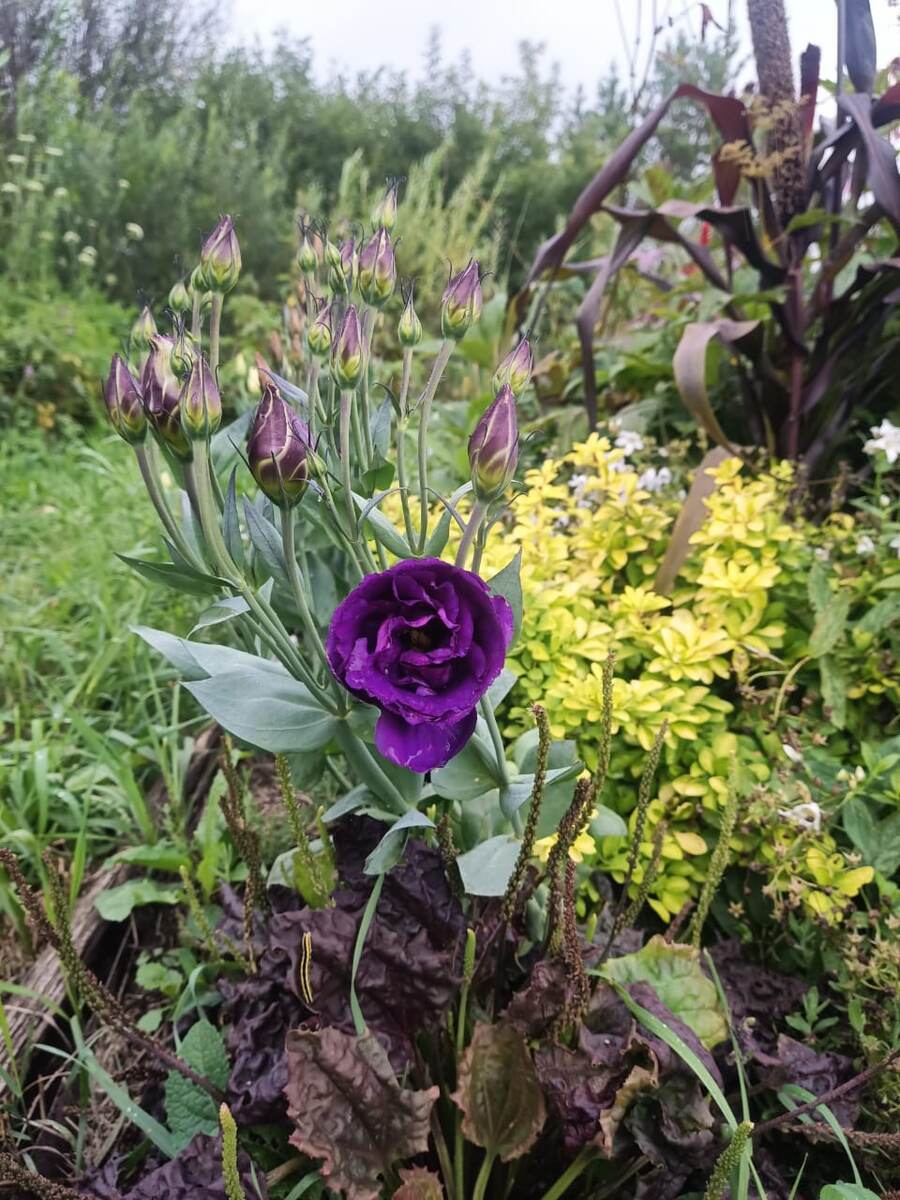 Эустома АБС пурпур. Видите гусеницу?