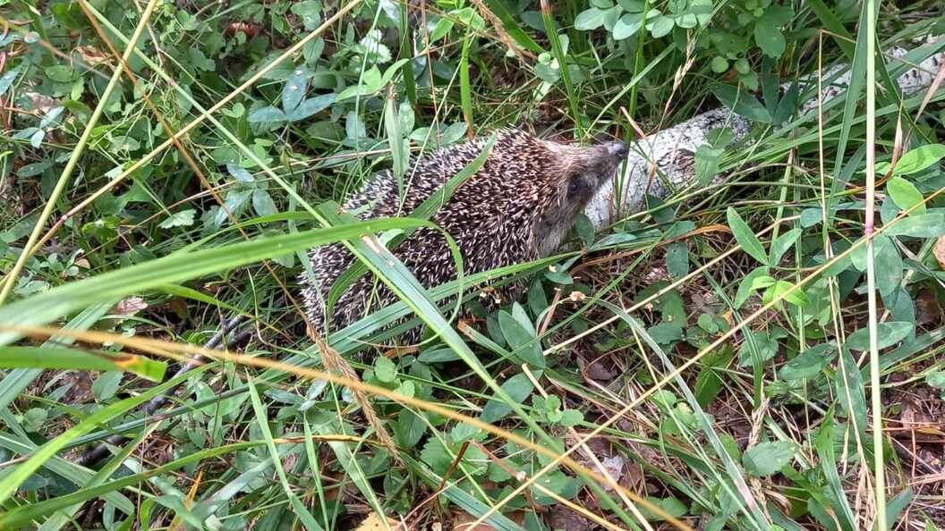    Фото: Алла Баранова/Царьград. Екатеринбург