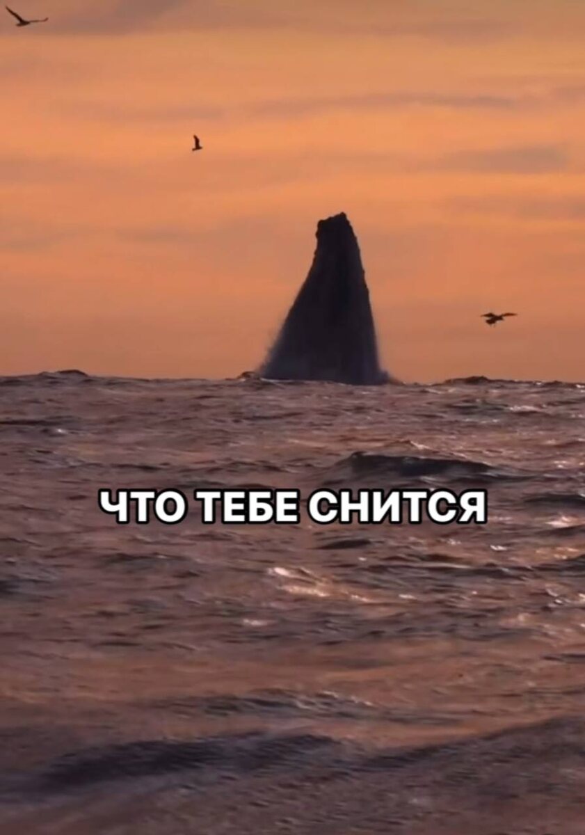 Что тебе снится? 
Сейчас  и до 27 сентября.

Ведь на небе соединение Лилит и Кармического узла.

Кармический узел говорит о том, что приходят люди и ситуации из прошлого, где вы что-то не допоняли, не доделали, не договорили.

Ну а Лилит, Черная Луна, как всегда, пакостит. Как всегда, притаскивает ситуации, которых вы боитесь или которые вам неприятны.

Вы можете чувствовать то, что давно уже не чувствовали.
Возможны эмоции, которые вы уже давно в себе подавили, забили глубоко. Там, где больно и неприятно.

Как минимизировать влияние Лилит?

❗️Сны. Обратите внимание на свои сны. Вам в снах может приходить нужная информация, сниться люди из прошлого, с которыми были незавершенности и боль, а вы не прожили ту боль и сейчас из-за этого что-то в жизни не получается.

❗️Возможно раньше вы что-то изучали, чем-то интересовались. А потом забыли или бросили из-за недостатка времени, суеты. А эти знания вам нужны. Вот если сейчас приходят знаки, отголоски тех знаний, намеки, вам нужно к ним вернуться. И все изучить или повторить те знания.

❗️Очень обостряется интуиция. Ваша задача услышать ее. Это повлияет на дальнейшую жизнь. Вы же помните, Затмение скоро. Так возможно мир подсказывает, что делать.

❗️Сейчас невероятнейшее время для получения знаний по любым эзотерическим наукам. Если вам что-то приходит, если вам что-то предлагают изучать, если вам хотелось, а все что-то не складывалось, НЕ УПУСТИТЕ СЕЙЧАС ВОЗМОЖНОСТЬ.

❗️Очень хорошее время для работы с родом в плане отношений, причем не только эзотерической работы, а просто даже изучения своего рода.

Удачной Лилит, друзья!