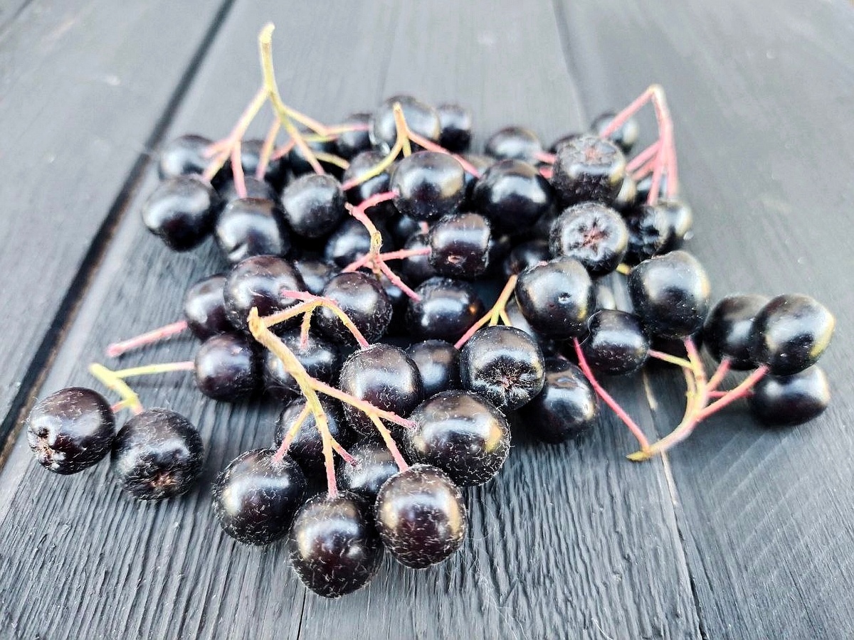 Время сбора - сентябрь. Мелкие веточки не убираем, их - в чай