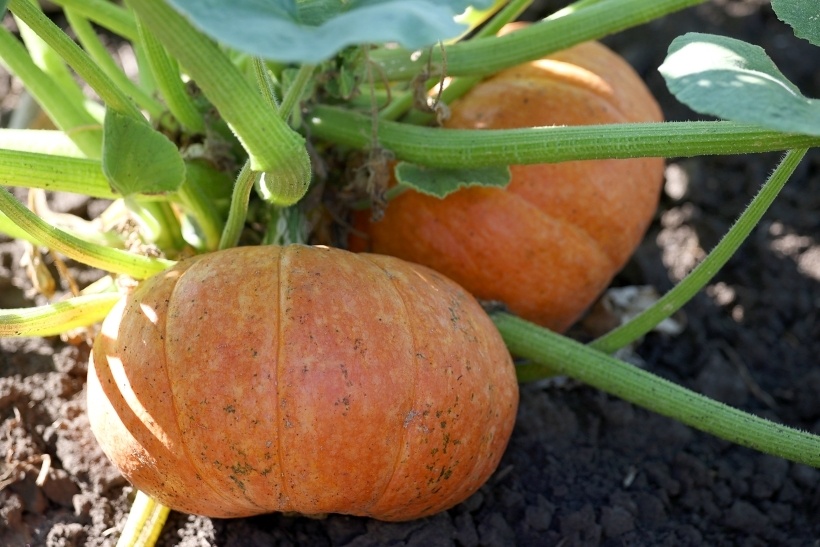  Всего в мире существует около 20 сортов тыквы   © РИА Новости. Виталий Тимкив