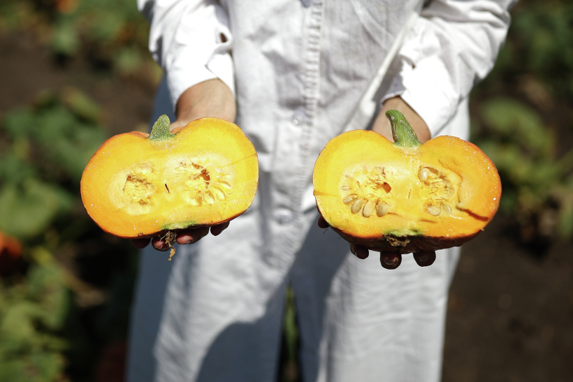  Тыквы всех видов содержат большое количество пектина и каротина   © РИА Новости. Виталий Тимкив