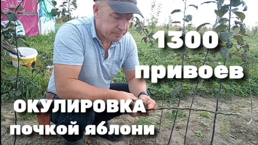 Окулировка 1300 подвоев яблони