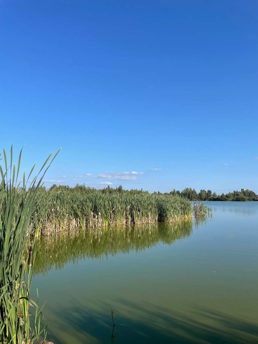 Вода цветет