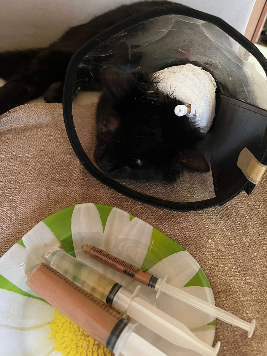 Мой кот Бусик перед приемом пищи