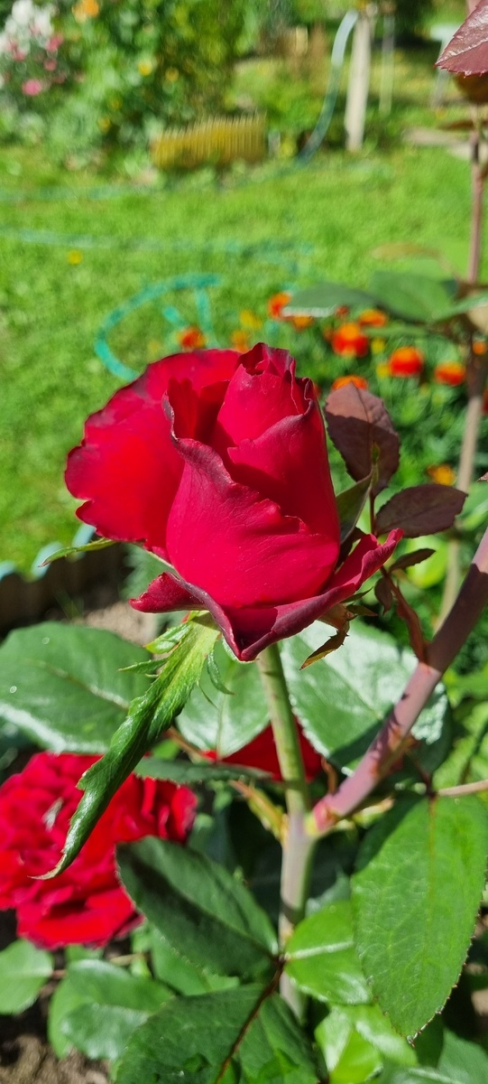 фото Елены