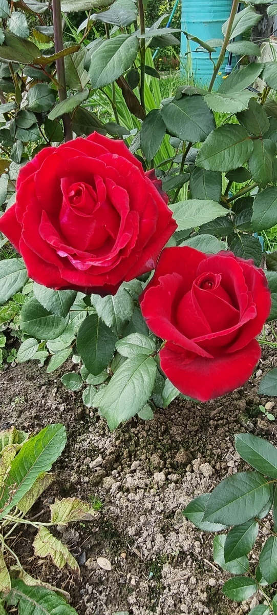 фото Елены