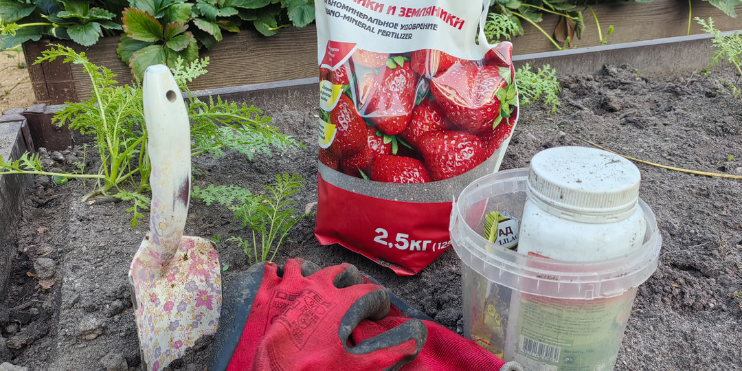 Задел на будущее. Какие удобрения кладу в клубничную грядку для богатого урожая