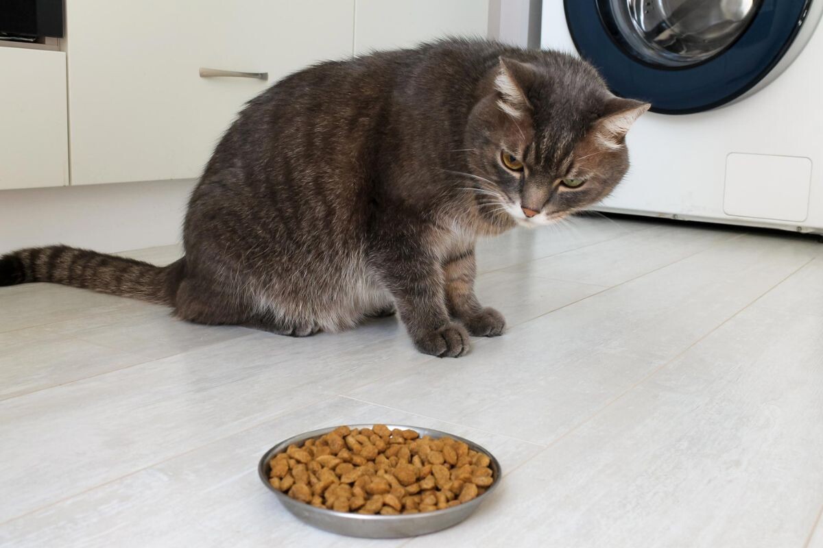 Кот отказываться от еды