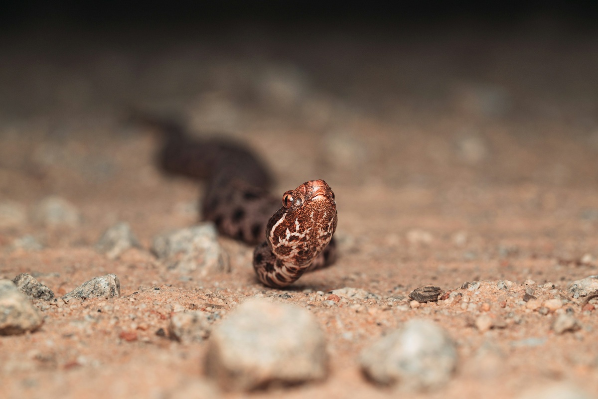 Фото с бесплатного фотостока https://unsplash.com, автор Timothy Dykes