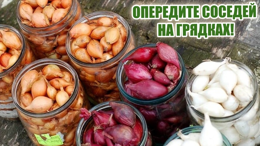 Вот они, красавцы - разные сорта озимого лука. Выбирай на вкус!