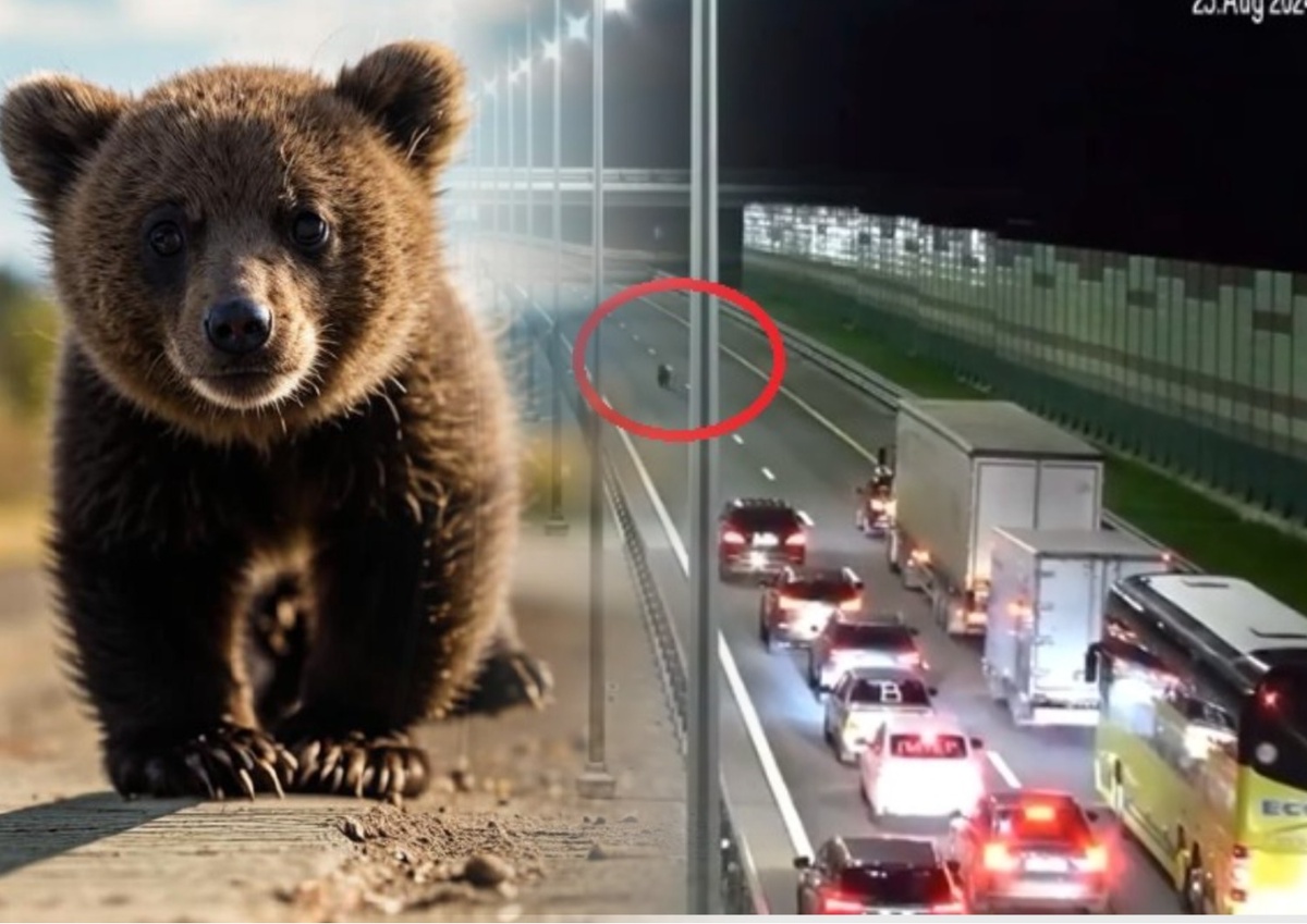 Фото:  Kandinsky 3.1 и кадр видео ВКонтакте