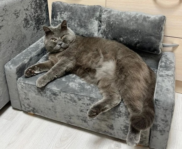    Федя уже опробовал новую мебель и остался очень доволен. Фото: Наталья ЖДАНОВА