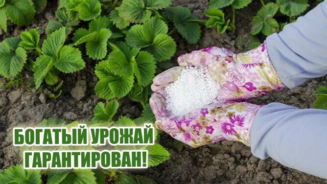 Вот так аккуратненько подсыпаем минералочку – и клубничка довольна