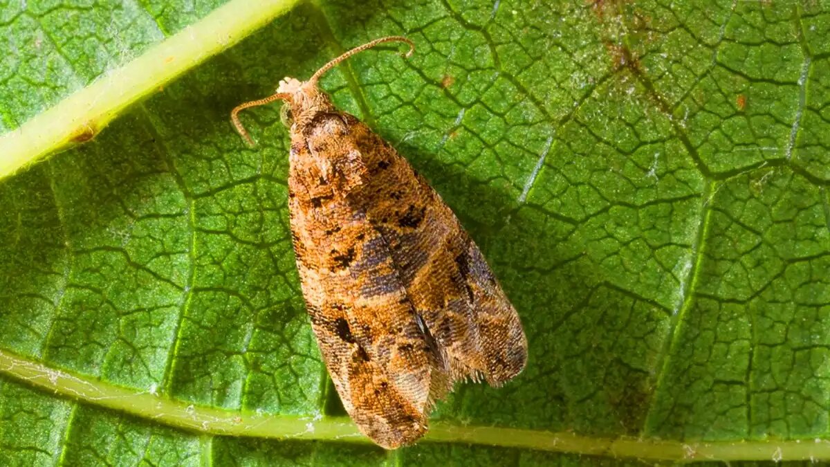 Фото:пресс-служба ЦОКЗ Виноградная листовертка – опасный вредитель винограда