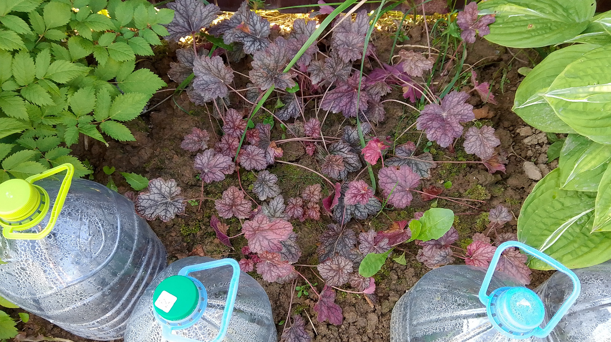 Первые и последние черенки нынешнего года: heuchera посажена еще в конце июня, а розы под банками - в середине августа
