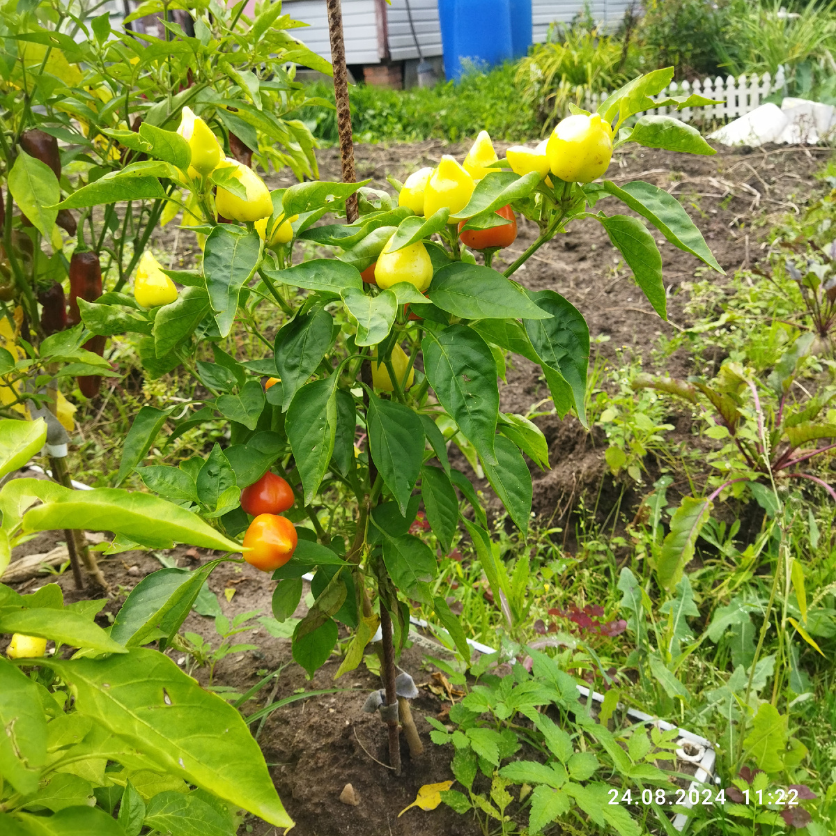 Дата фото 24 августа