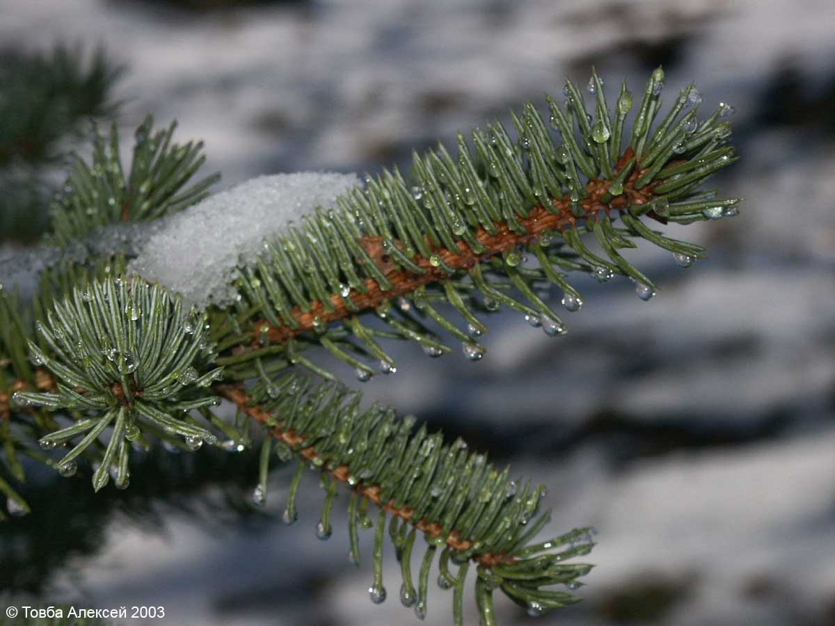 Сосна. С сугробиком снега и каплями талой воды